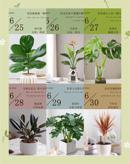 夏季家居防晒,植物推荐自然又有效