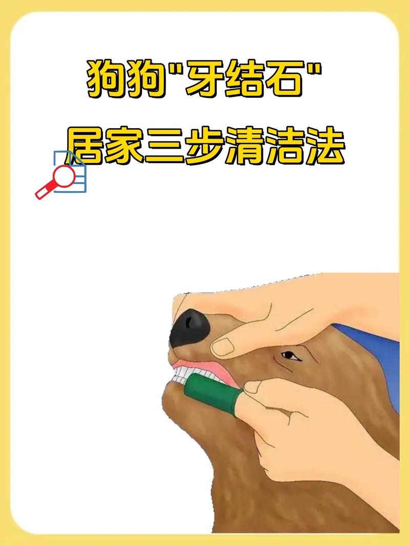 狗狗牙结石去除?专业「洗牙 + 日常护理」