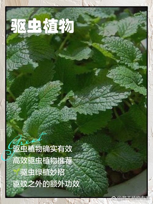 天然驱虫植物的利用