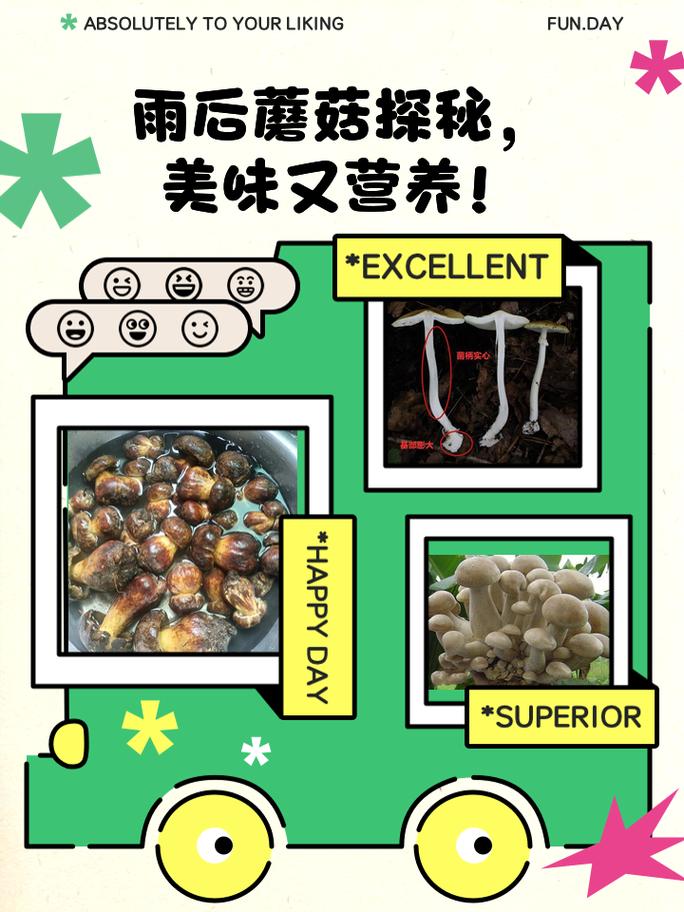 为什么雨后蘑菇大量生长?真菌生态学机制
