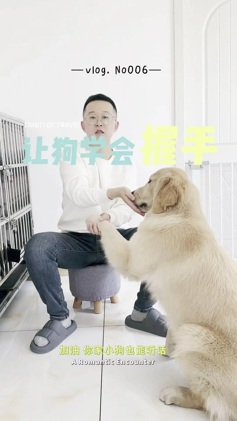 宠物狗训练技巧：定点排便、握手，简单指令训练方法​