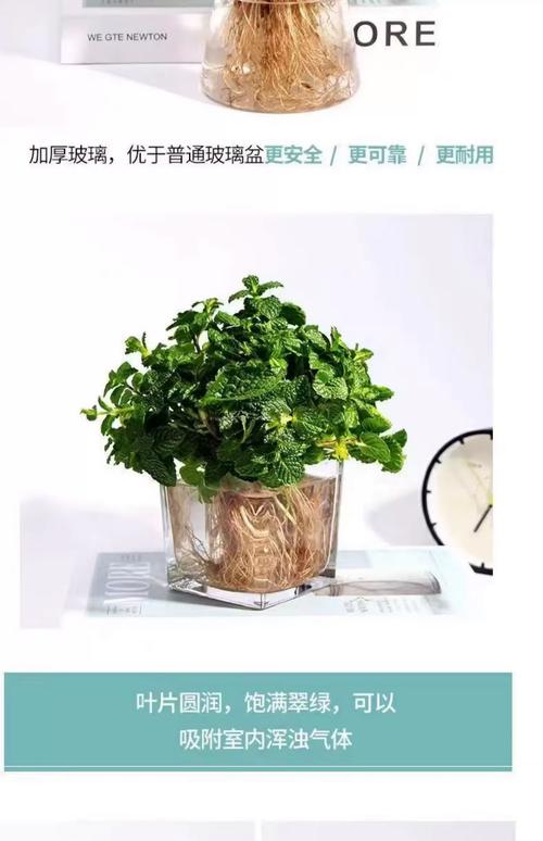 阳台种香草：薄荷、罗勒、迷迭香，烹饪调味超方便​