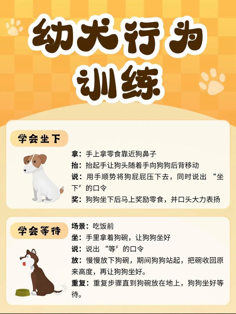 狗狗社会化训练：与其他宠物、人类相处，从小培养​