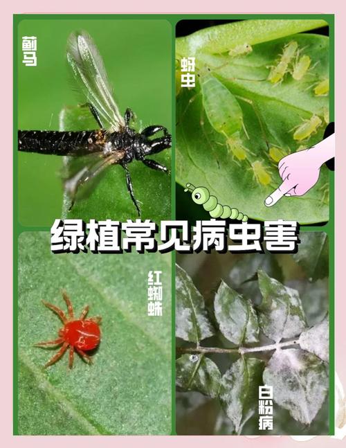 室内绿植防病虫害：常见病虫害识别，天然防治方法​