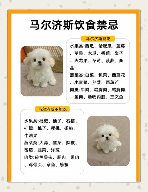 狗狗饮食禁忌：巧克力、洋葱等危险食物，避免误食​