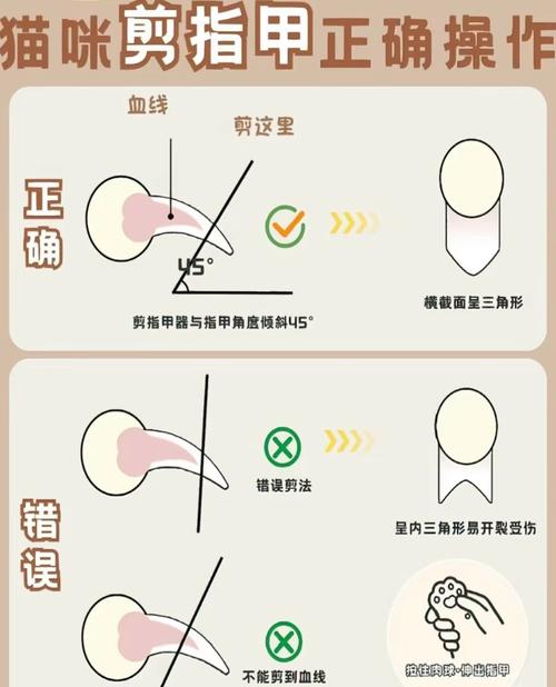 猫咪指甲修剪：工具选择、修剪长度，避免出血​