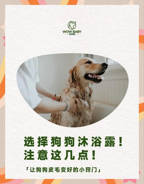 狗狗洗澡技巧：水温、沐浴露选择，吹干注意事项